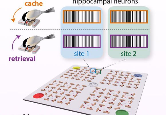 Chickadees Have Unique Neural Barcodes for Episodic Memories, Researchers Say
