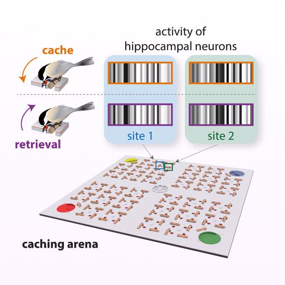 Chickadees Have Unique Neural Barcodes for Episodic Memories, Researchers Say