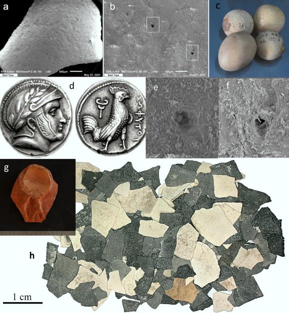 Study: Chickens Were Widely Raised across Southern Central Asia as Early as 400 BCE