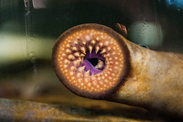 Lampreys offer clues to the origin of our fight-or-flight instinct