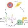 Research identifies mechanism behind drug resistance in malaria parasite Research identifies mechanism behind drug resistance in malaria parasite