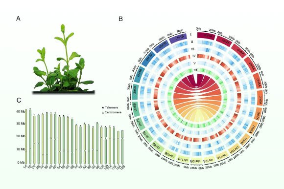 Pineapple Mint Genome Sequenced