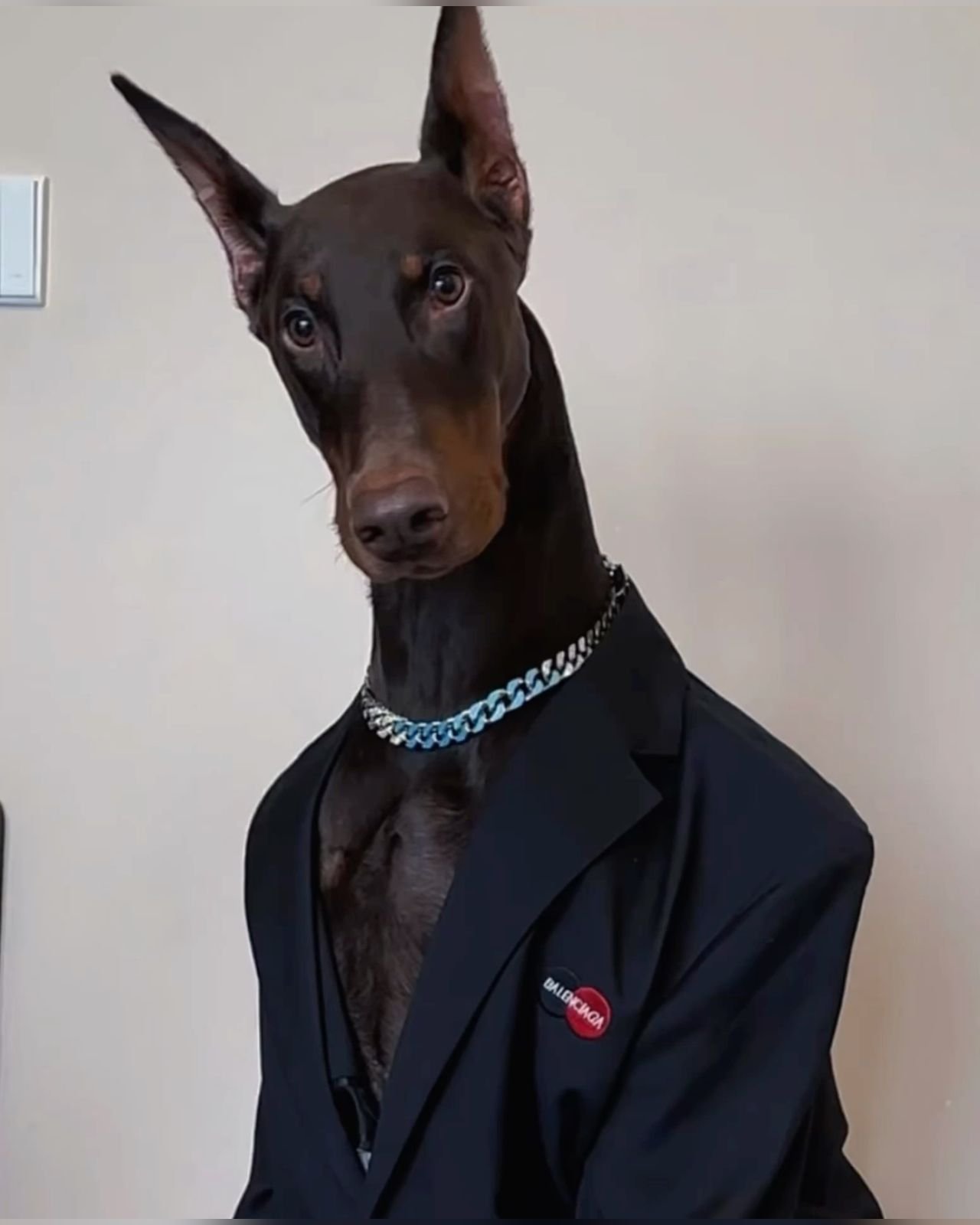 This Stylish Doberman Is a Natural Bon Fashion Model