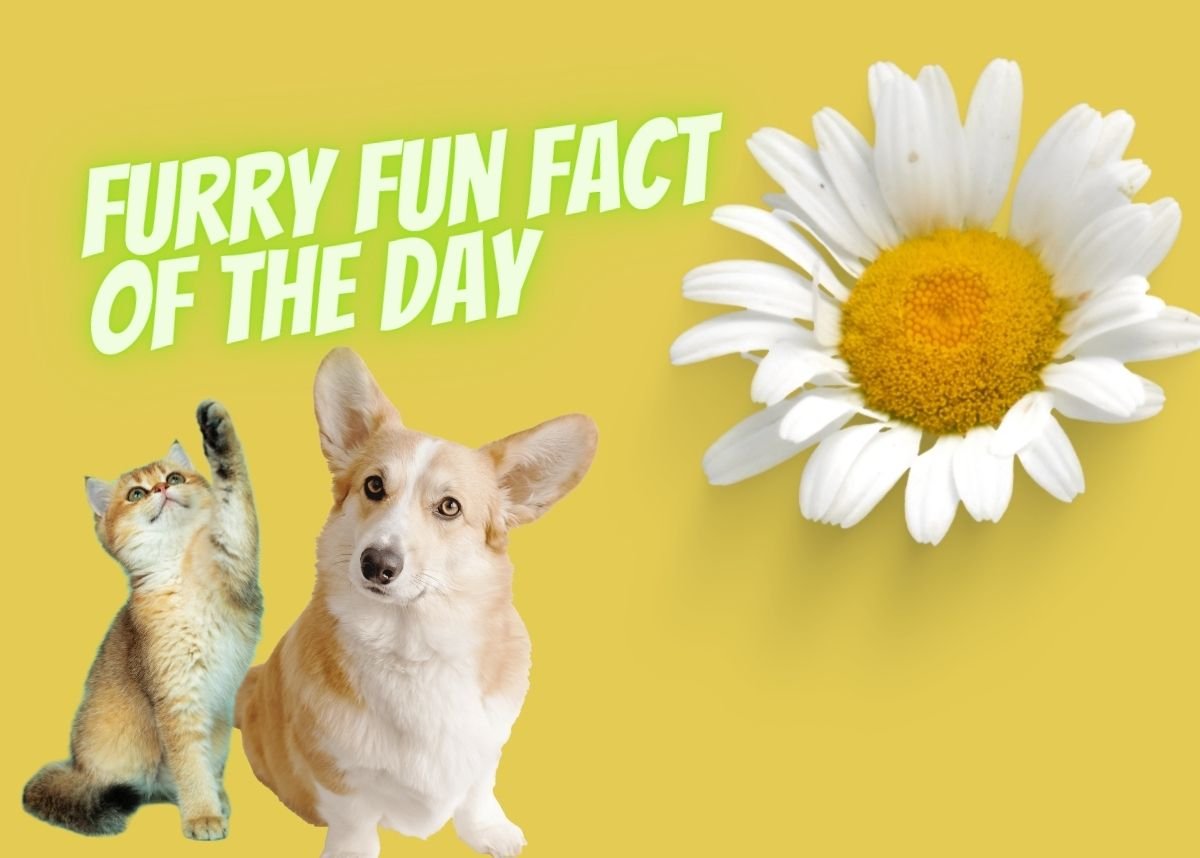 Furry Fun Fact of the Day: Dogs with long ears have a remarkable sense of smell!