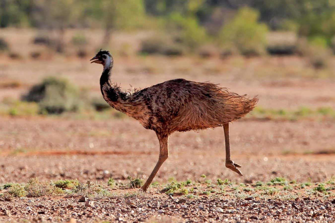 Dinosaurs may have run like emus by keeping one foot on the ground