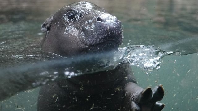 Baby pygmy hippo Toni’s underwater debut delights berlin zoo visitors