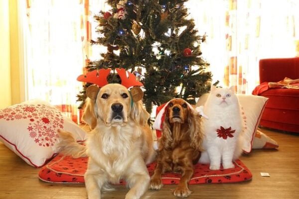 What should you keep in mind when dressing your pet for Christmas holidays?