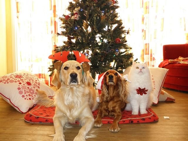 What should you keep in mind when dressing your pet for Christmas holidays?