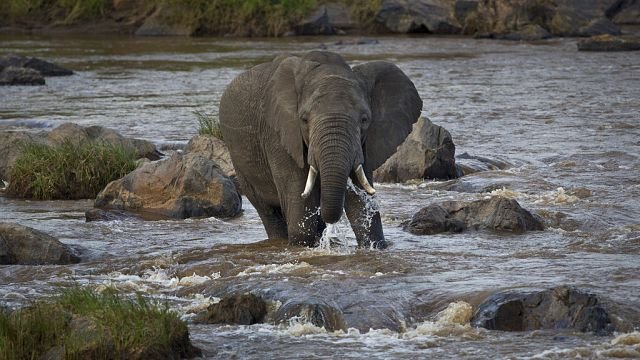 Scientists use new technology and AI to discover animal intelligence