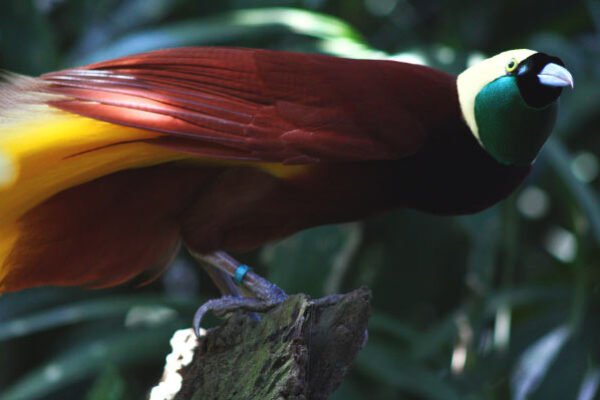 82% Species of Birds-of-Paradise are Biofluorescent, New Study Shows