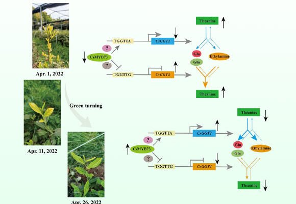 New Study Provides Insights into Theanine Metabolism in Tea Plants