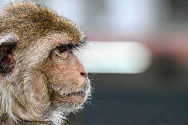 Macaques appear to associate spoken words with pictures