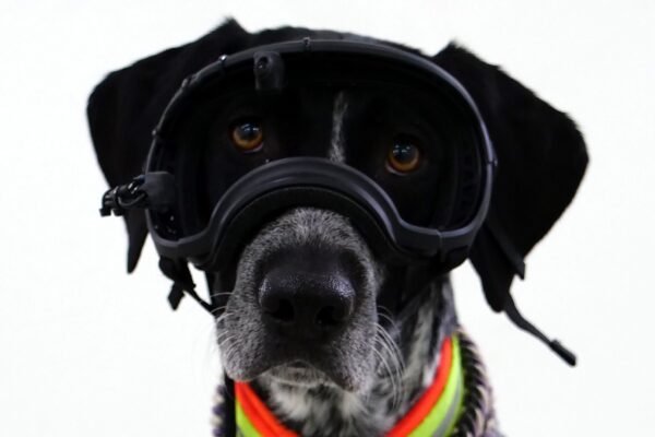 Dog goggles help scientists learn how to best get their attention