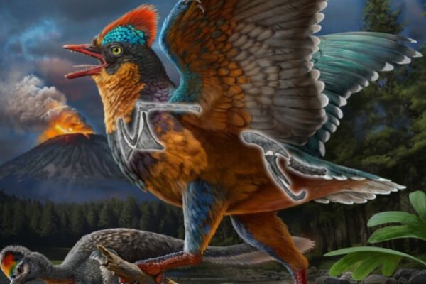 New Fossils from China Fill Gap in Early Evolutionary History of Birds