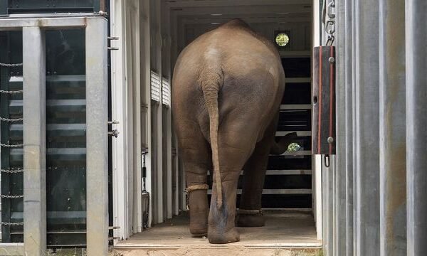 Elephant herd relocated to new 21-hectare enclosure at Werribee Zoo