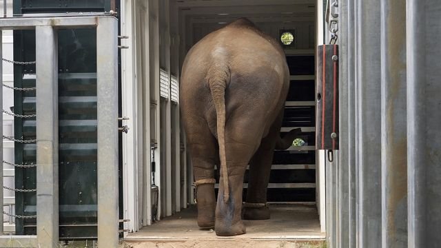 Elephant herd relocated to new 21-hectare enclosure at Werribee Zoo