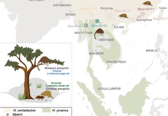 Scientists Sequence Genomes of Chinese and Malayan Pangolins