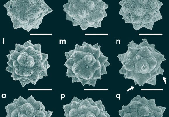 Palm Fossils from Subarctic Canada Imply Ice-Free Winters 48 Million Years Ago