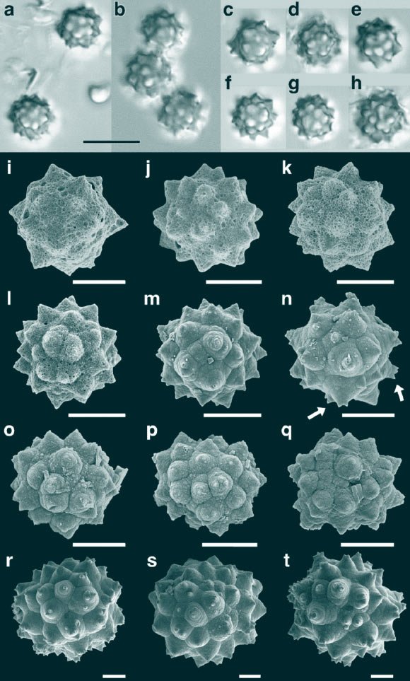 Palm Fossils from Subarctic Canada Imply Ice-Free Winters 48 Million Years Ago