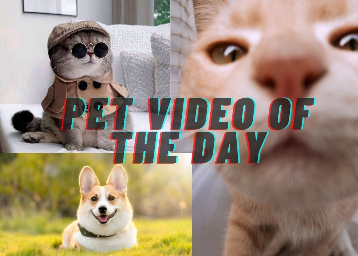 WATCH: Viral Pet Video – 27 February 2025