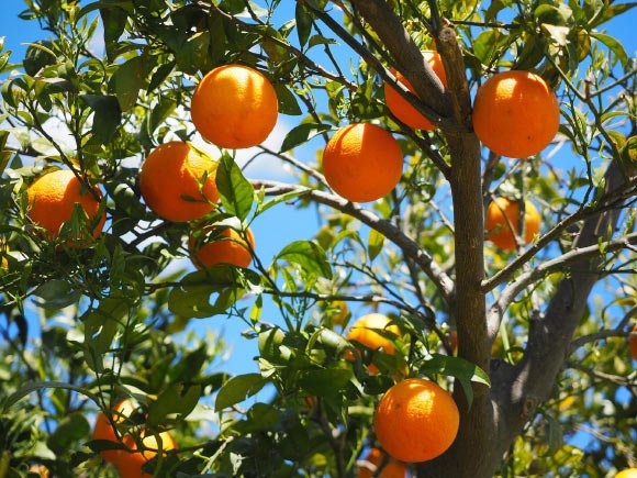 Citrus Fruit Consumption Helps Protect against Depression via Gut Microbiome: Study