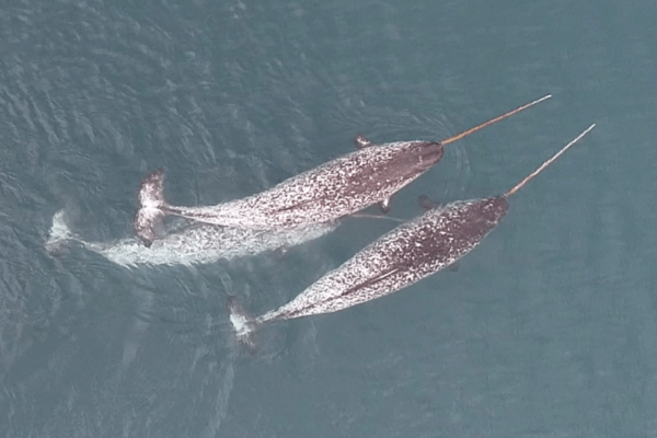 Narwhals spotted using tusks for non-mating fun