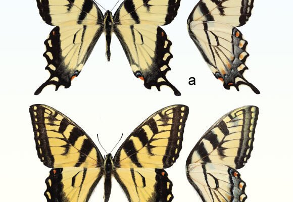 Cryptic New Species of Butterfly Identified in North America