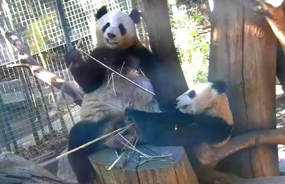 Bamboo-Derived microRNAs May Be behind Giant Pandas’ Plant-Based Diet