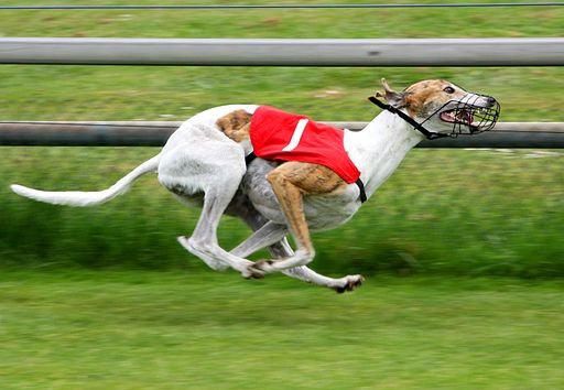 UK government has “no plans” for wider greyhound racing ban