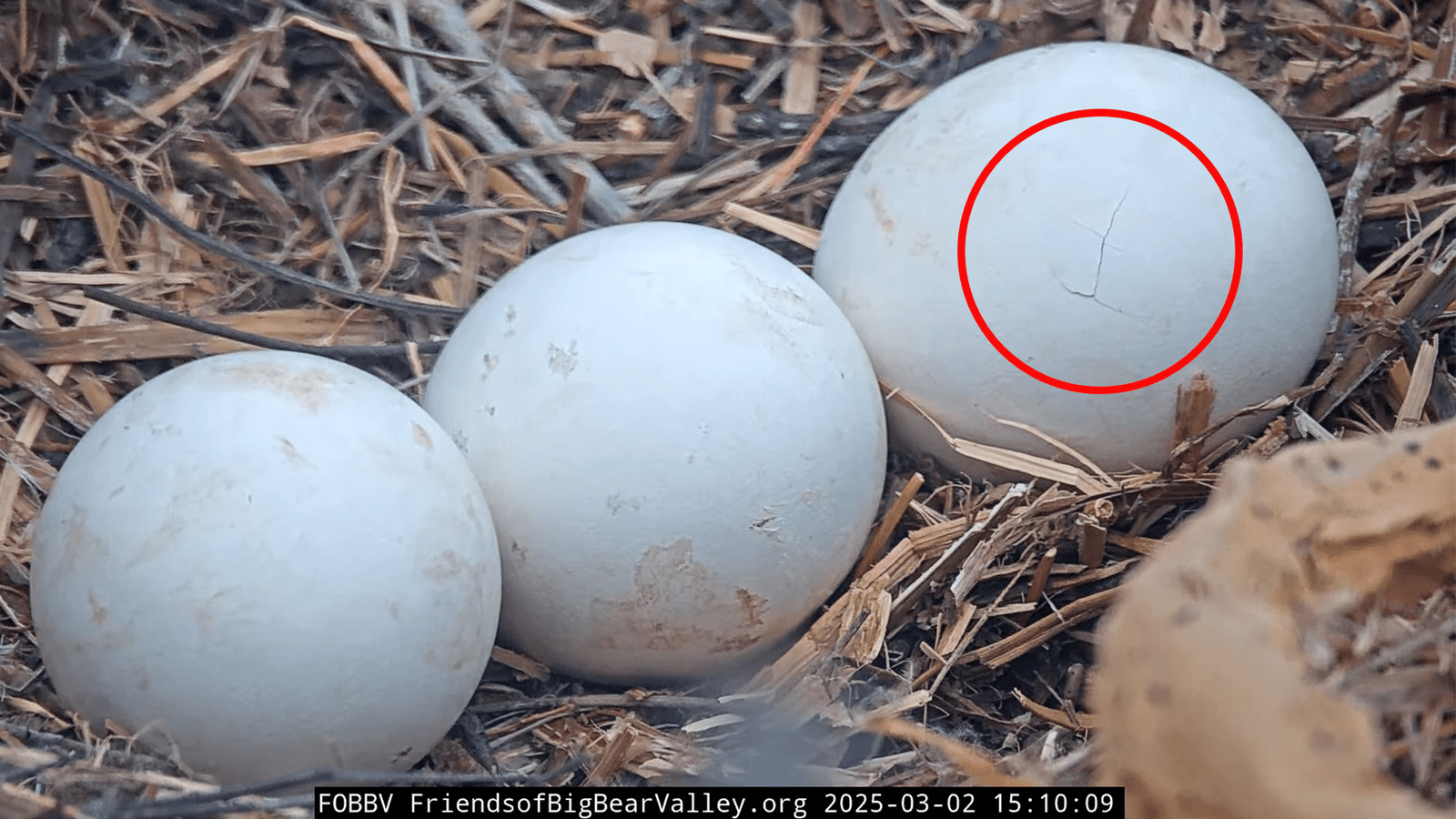 Pips spotted! Live cam bald eagles’ eggs shows hopeful signs of hatching