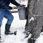 It’s maple syrup season. Here’s where to taste Vermont’s best.