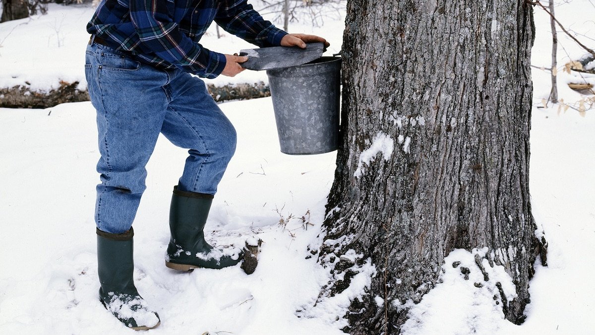 It’s maple syrup season. Here’s where to taste Vermont’s best.