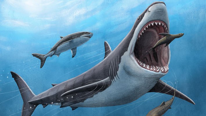 Study Provides New Insights into Biology of Megalodon