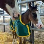 U.S. Border Patrol welcomes new foal to its stable of patrol horses