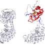 Protein accidentally lassos itself, helping to explain unusual refolding behavior