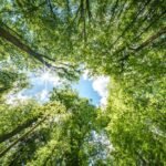 Scientists Take Key Step in Mimicking Photosynthesis