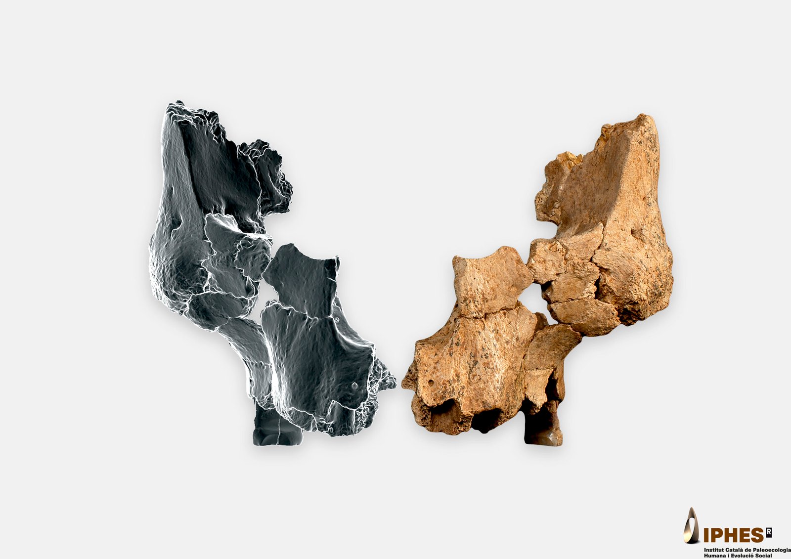 1.4 Million-Year-Old Hominin Is the Oldest Face of Western Europe