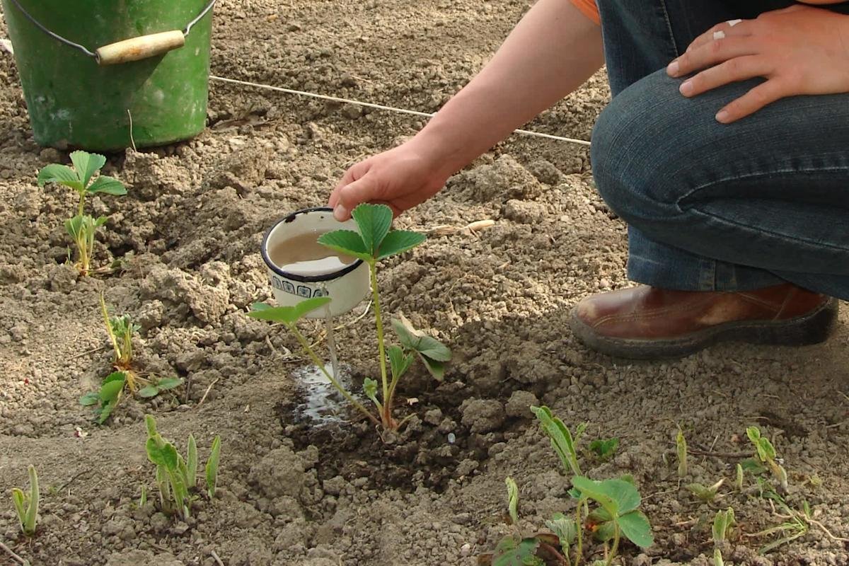 Researchers make surprising discovery after planting two common crops side by side — here’s how it could shake up food production