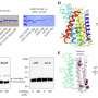 Micro metal-movers: Biochemists are one step closer to better cancer treatments