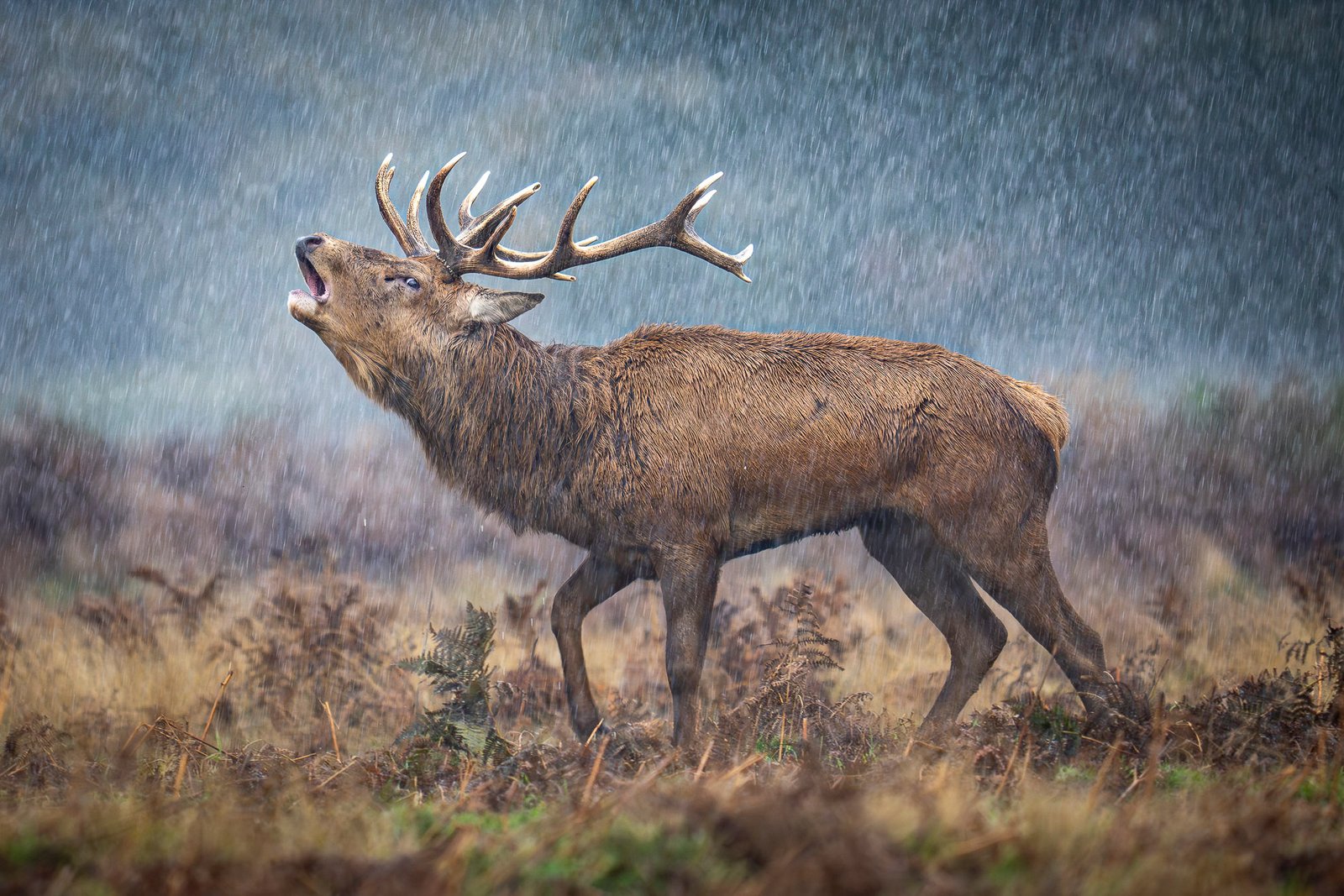 11 brilliant images from the British Wildlife Photography Awards