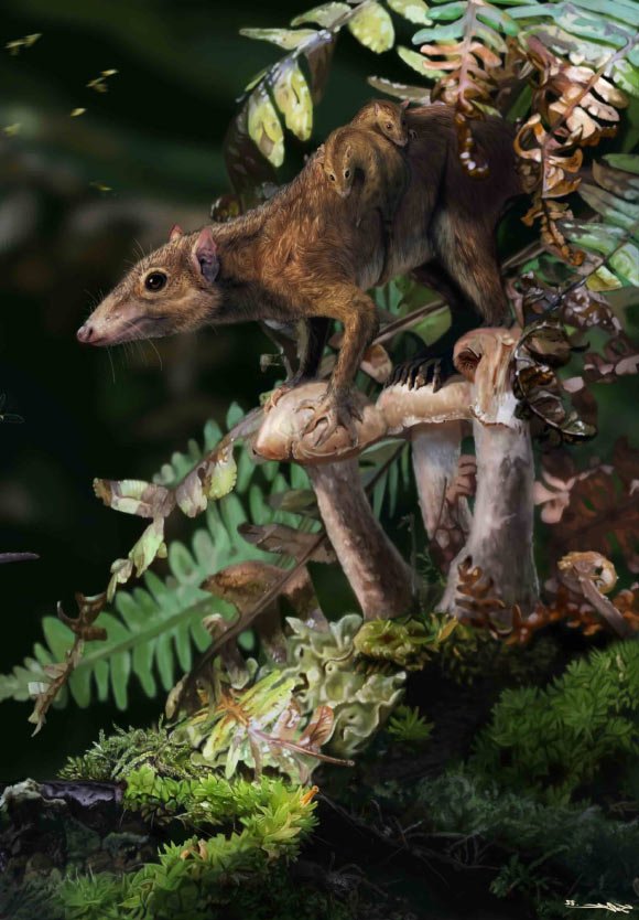 Mammals Became More Terrestrial Towards End of Cretaceous Period, Study Shows