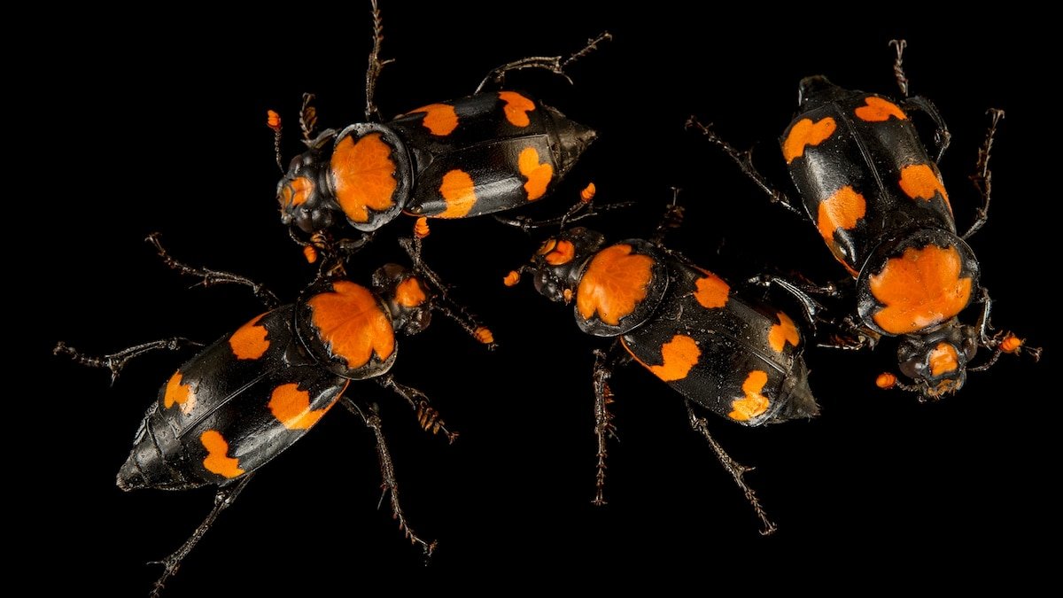 These beetles eat rotting flesh — and could unlock the next generation of antibiotics