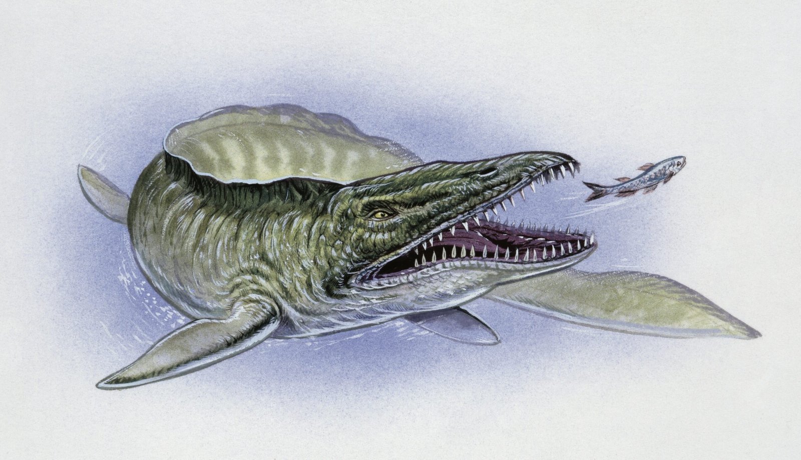 Geologists accidentally found a monstrous mosasaur fossil in Mississippi mud