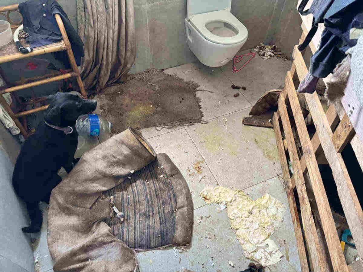 SPCA UPDATE: K9 Patrol Pet Army accused granted bail