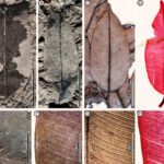 Paleontologists Find First Known Fossils of Living Tropical Tree Species