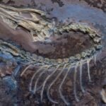 Feathered fossil shows famed dinosaur could fly (like a chicken)