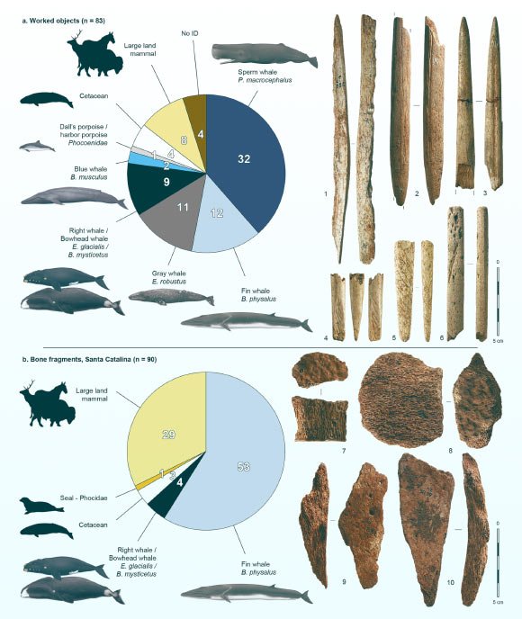 20,000-Year-Old Whale Bone Tools Found in Spain