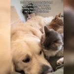 One-Eyed Cat Trying to ‘Fix’ Blind Golden Retriever’s Eyes Melts Hearts