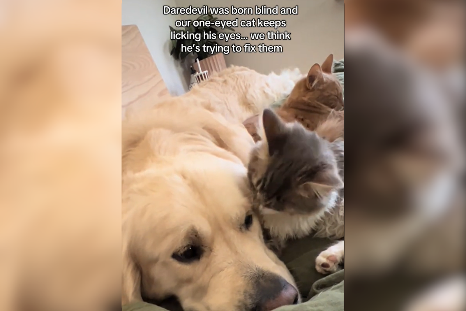 One-Eyed Cat Trying to ‘Fix’ Blind Golden Retriever’s Eyes Melts Hearts