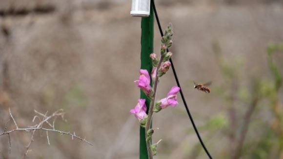 Buzzing Sounds of Pollinators Lead Plants to Increase Their Nectar Production, Study Says